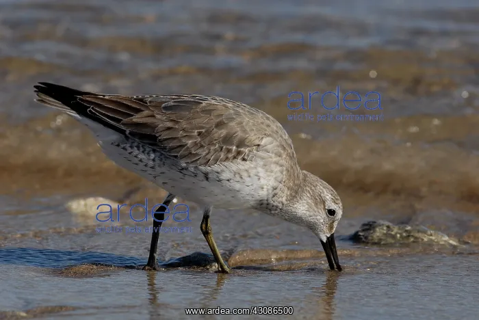: Red Knot Feeding : Red Knot Feeding