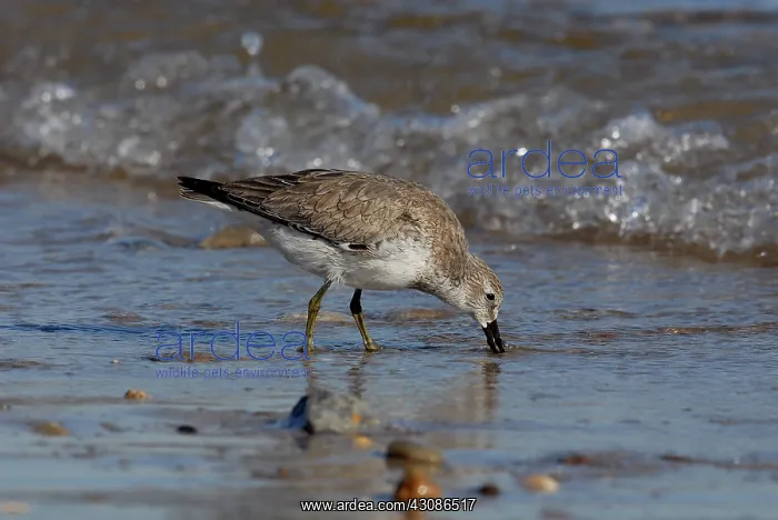 : Red Knot feeding : Red Knot feeding