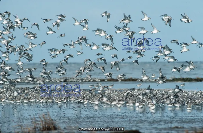 : Red KNOT - flock : Red KNOT - flock