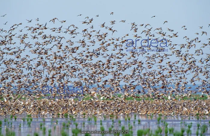 : Red KNOT - flock in flight : Red KNOT - flock in flight