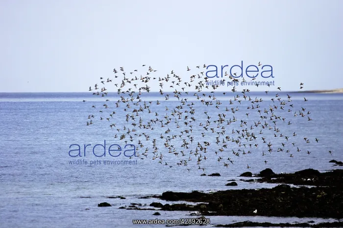: Red Knot - flock in flight on migration : Red Knot - flock in flight on migration