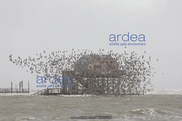  : Red Knot - flock in flight in the Waddensea National