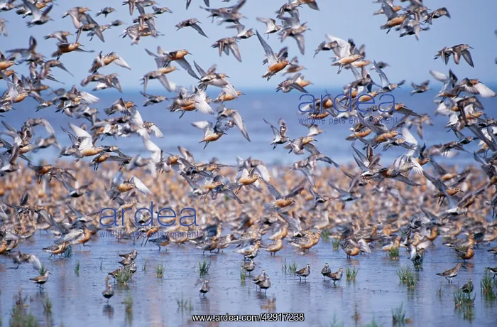  : Red KNOT - flock in sea edge