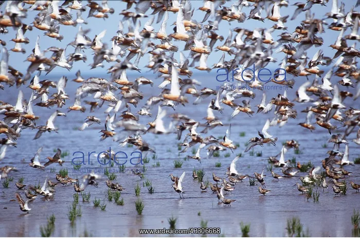 : Red KNOT - flock over sea edge : Red KNOT - flock over sea edge