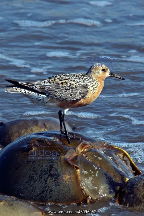 : Red Knot on Horseshoe Crab : Red Knot on Horseshoe Crab