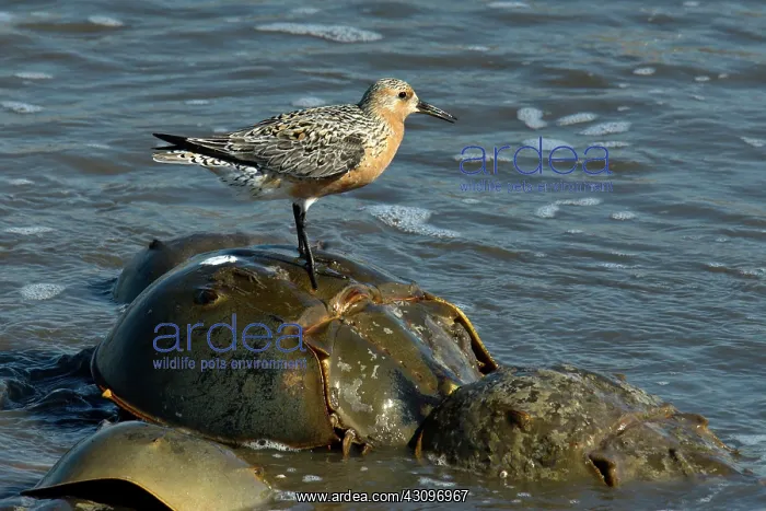 : Red Knot on Horseshoe Crab : Red Knot on Horseshoe Crab