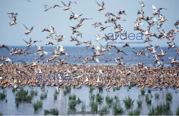 : Red KNOT - mass flock by sea edge : Red KNOT - mass flock by sea edge