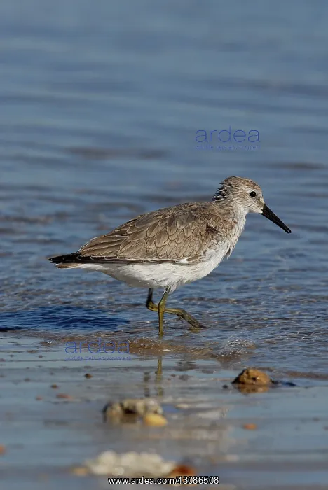 : Red Knot-winter plumage : Red Knot-winter plumage