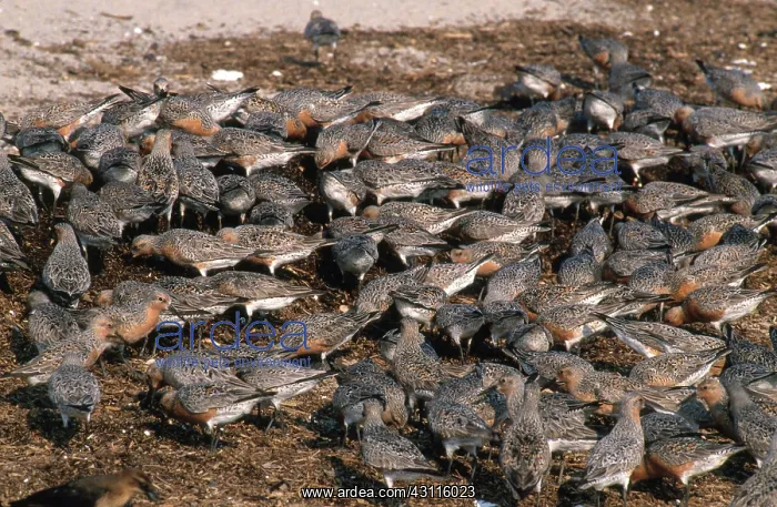: Red Knots feed on Horseshoe Crab Eggs : Red Knots feed on Horseshoe Crab Eggs