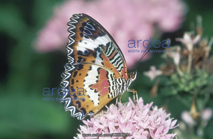 : Red Lacewing : Red Lacewing