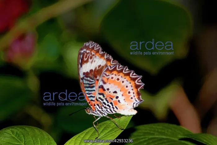 : Red Lacewing Butterfly : Red Lacewing Butterfly