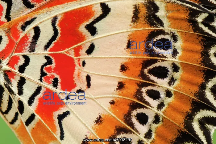 : Red Lacewing Butterfly detail of wing controlled conditions : Red Lacewing Butterfly detail of wing controlled conditions