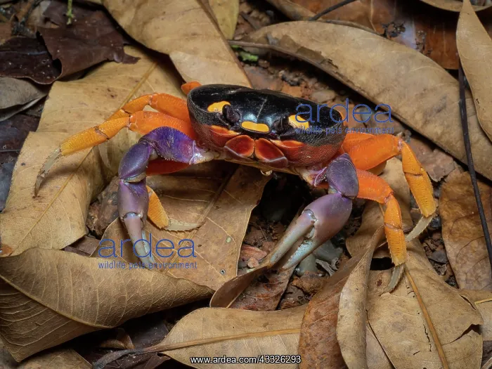 : Red Land Crab (Gecarcinus quadratus), in dry for : Red Land Crab (Gecarcinus quadratus), in dry for