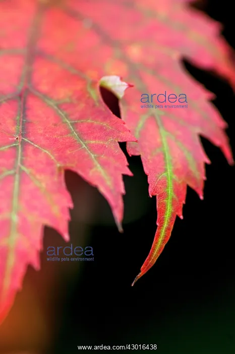  : Red Leaf close up