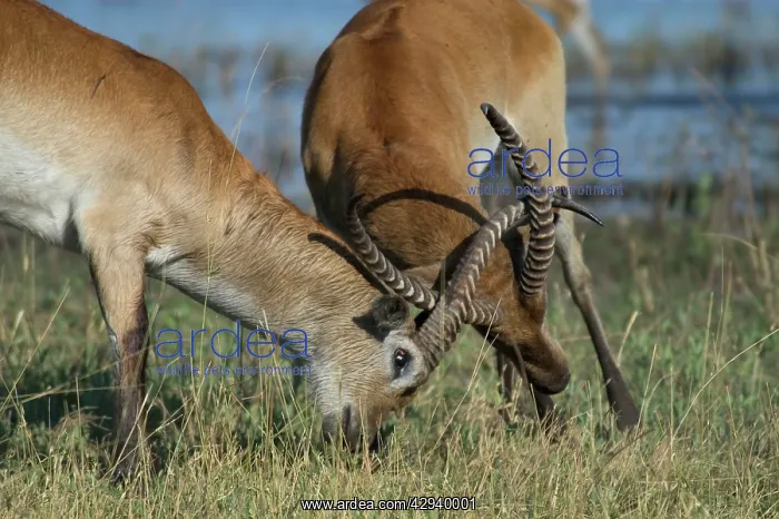 : Red Lechwe : Red Lechwe