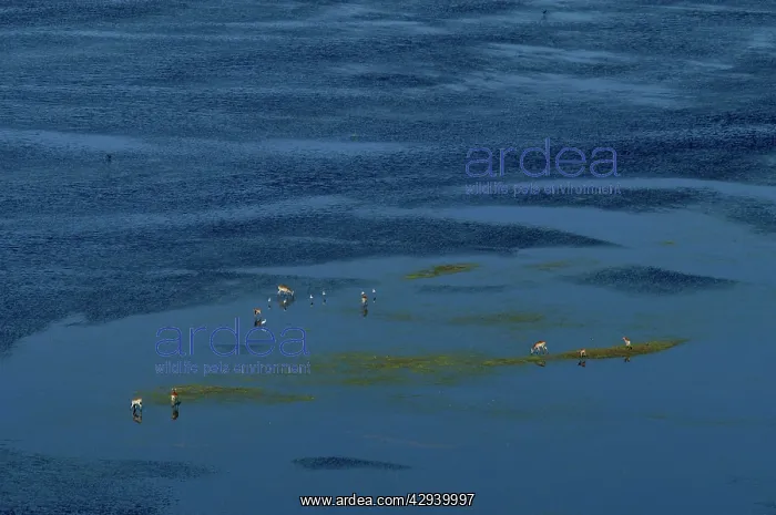 : Red Lechwe - Aerial view : Red Lechwe - Aerial view