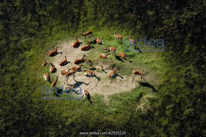 : Red Lechwe - Aerial view of Red Lechwe on Island : Red Lechwe - Aerial view of Red Lechwe on Island