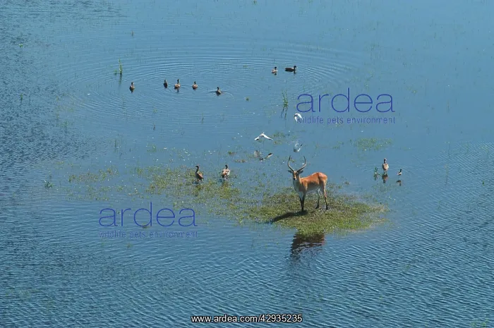 : Red Lechwe - Aerial view of Red Lechwe on Okavango Island : Red Lechwe - Aerial view of Red Lechwe on Okavango Island