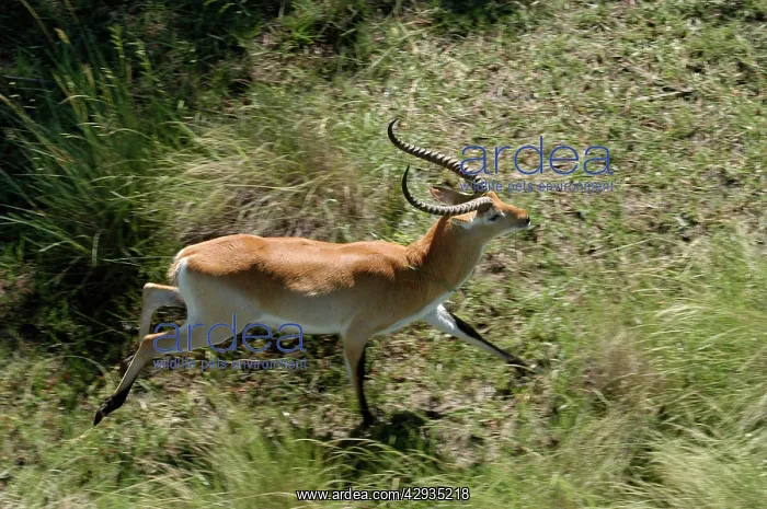 : Red Lechwe - Aerial view of Red Lechwe Running : Red Lechwe - Aerial view of Red Lechwe Running