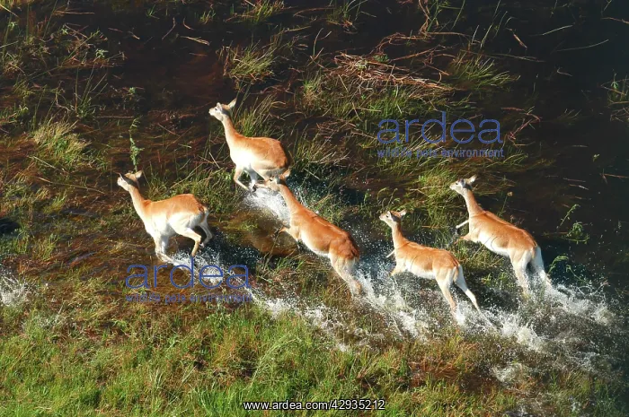 : Red Lechwe - Aerial view of Red Lechwe Running in water : Red Lechwe - Aerial view of Red Lechwe Running in water