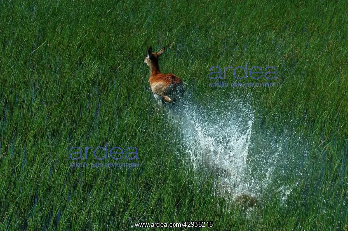: Red Lechwe - Aerial view of Red Lechwe Running in water : Red Lechwe - Aerial view of Red Lechwe Running in water