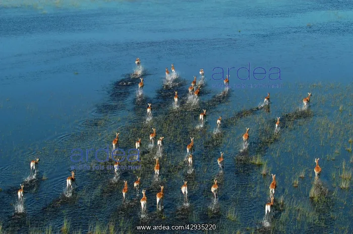 : Red Lechwe - Aerial view of Red Lechwe Running in water : Red Lechwe - Aerial view of Red Lechwe Running in water