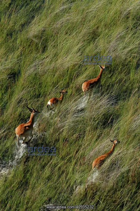 : Red Lechwe - Aerial view of Red Lechwe Running in water : Red Lechwe - Aerial view of Red Lechwe Running in water