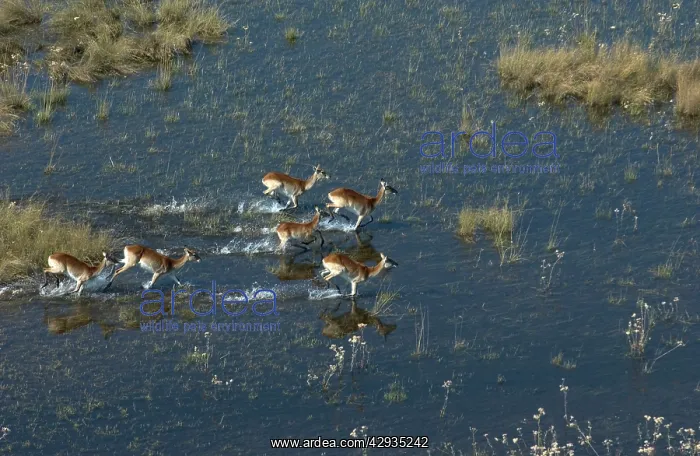 : Red Lechwe - Aerial View of Red Lechwe running in water : Red Lechwe - Aerial View of Red Lechwe running in water