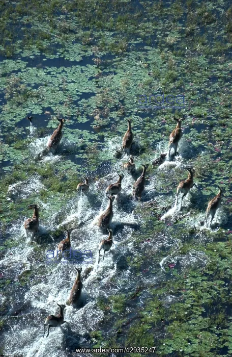 : Red Lechwe - Aerial view of Red Lechwe Running in water : Red Lechwe - Aerial view of Red Lechwe Running in water