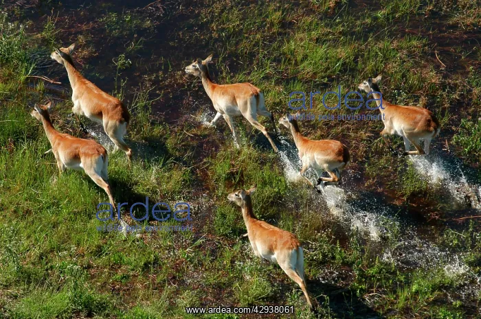 : Red Lechwe - Aerial view of Red Lechwe Running in water : Red Lechwe - Aerial view of Red Lechwe Running in water