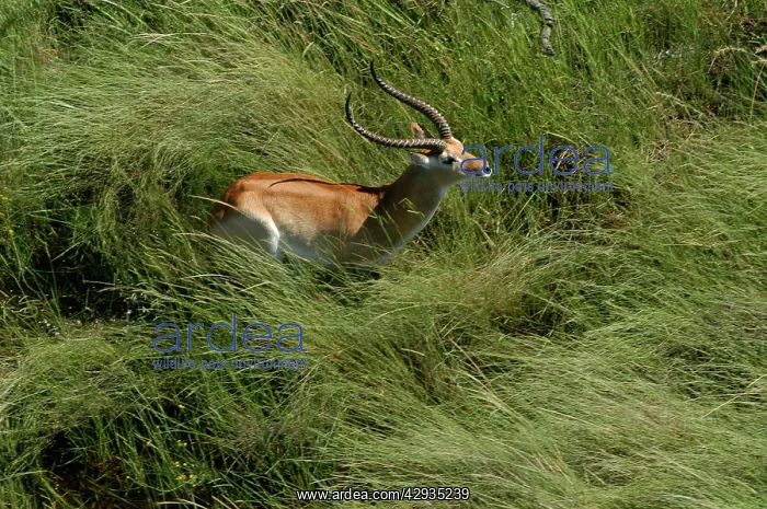 : Red Lechwe - Aerial view of Red Lechwe standing in water : Red Lechwe - Aerial view of Red Lechwe standing in water