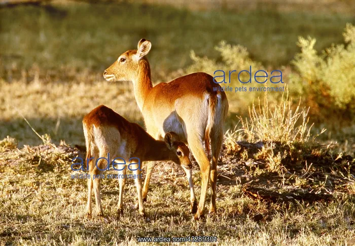 : RED LECHWE - and fawn : RED LECHWE - and fawn