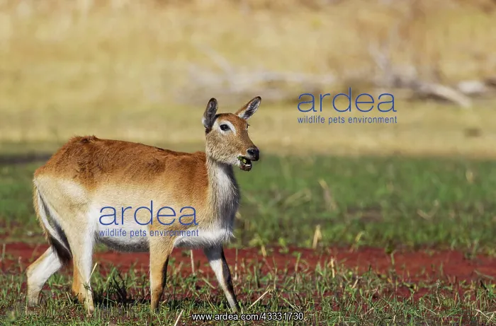 : Red Lechwe - female - feeding in a freshwater marsh : Red Lechwe - female - feeding in a freshwater marsh