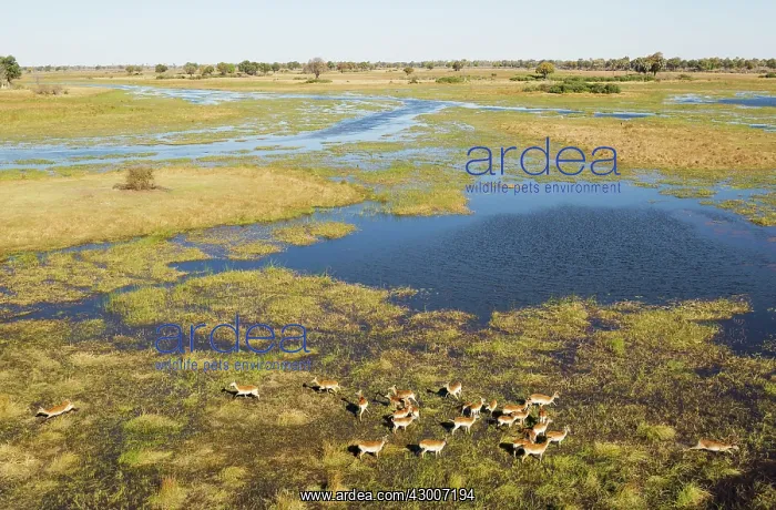 : Red Lechwe herd in the freshwater marshland at the : Red Lechwe herd in the freshwater marshland at the