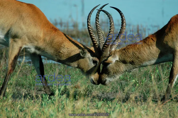 : Red Lechwe - Two Male Red Lechwe Fighting : Red Lechwe - Two Male Red Lechwe Fighting