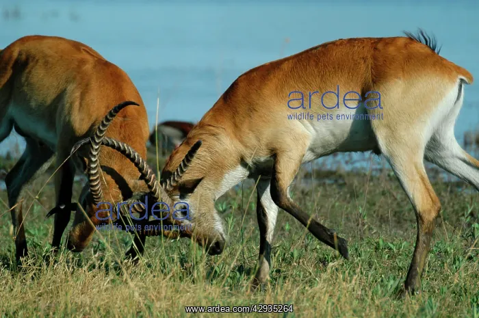 : Red Lechwe - Two Male Red Lechwe Fighting : Red Lechwe - Two Male Red Lechwe Fighting