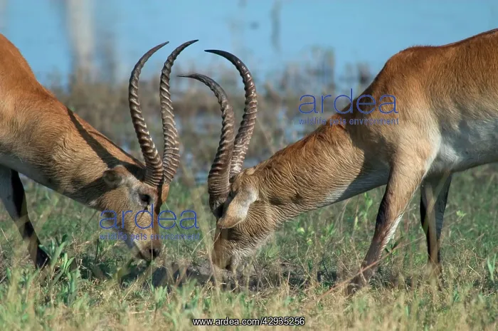 : Red Lechwe - Two males Fighting : Red Lechwe - Two males Fighting