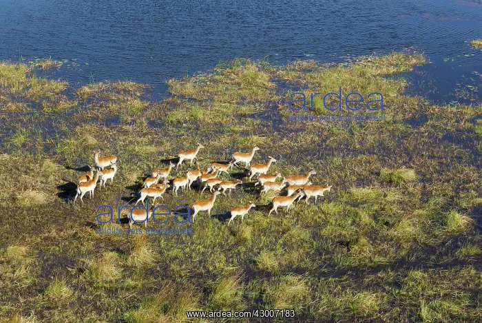 : Red Lechwe roaming in a freshwater marsh aerial view : Red Lechwe roaming in a freshwater marsh aerial view