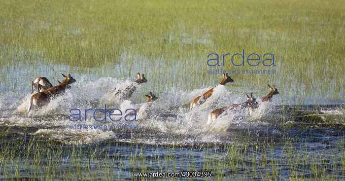 : Red Lechwe - running in a freshwater marsh - aerial : Red Lechwe - running in a freshwater marsh - aerial
