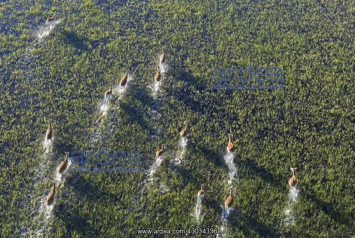 : Red Lechwe - running in a freshwater marsh - aerial : Red Lechwe - running in a freshwater marsh - aerial
