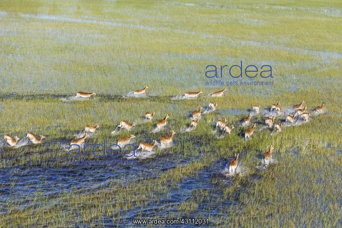 : Red Lechwe - running in a freshwater marsh - aerial : Red Lechwe - running in a freshwater marsh - aerial