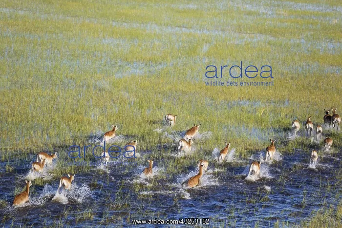 : Red Lechwe - running in a freshwater marsh - aerial : Red Lechwe - running in a freshwater marsh - aerial