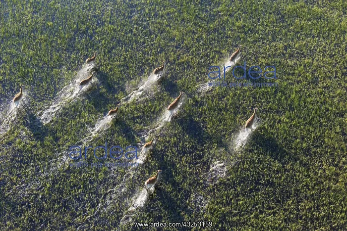 : Red Lechwe - running in a freshwater marsh - aerial : Red Lechwe - running in a freshwater marsh - aerial