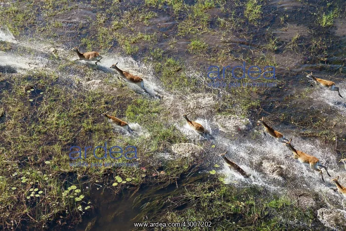 : Red Lechwe running in a freshwater marsh aerial view : Red Lechwe running in a freshwater marsh aerial view