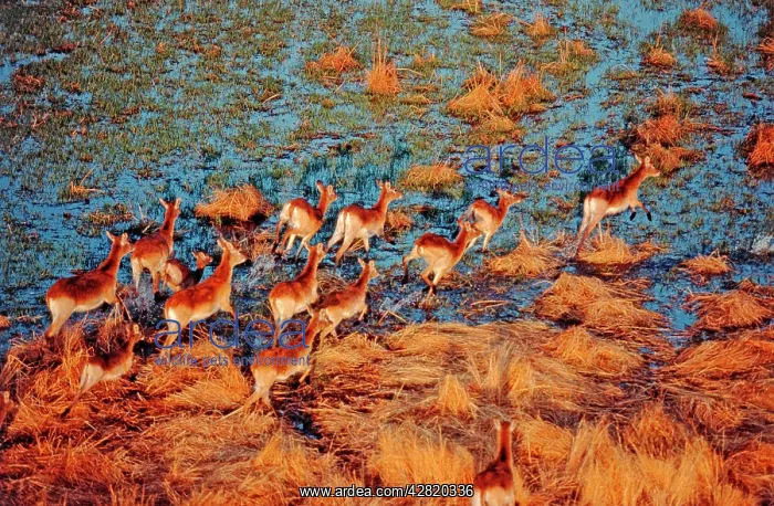 : Red Lechwe - Running across lagoon : Red Lechwe - Running across lagoon