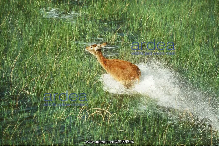 : RED LECHWE - running in water : RED LECHWE - running in water