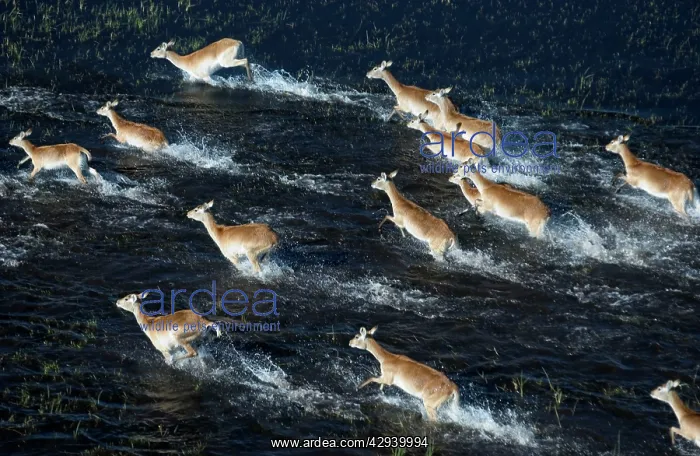 : Red Lechwe - Running in water, Aerial view : Red Lechwe - Running in water, Aerial view