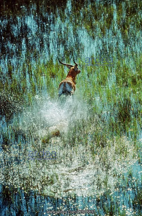 : Red Lechwe - Splashing through the lagoon : Red Lechwe - Splashing through the lagoon