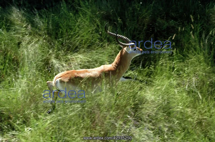: Red Lechwe - view of Red Lechwe Running : Red Lechwe - view of Red Lechwe Running