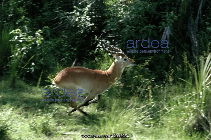 : Red Lechwe - view of Red Lechwe Running : Red Lechwe - view of Red Lechwe Running